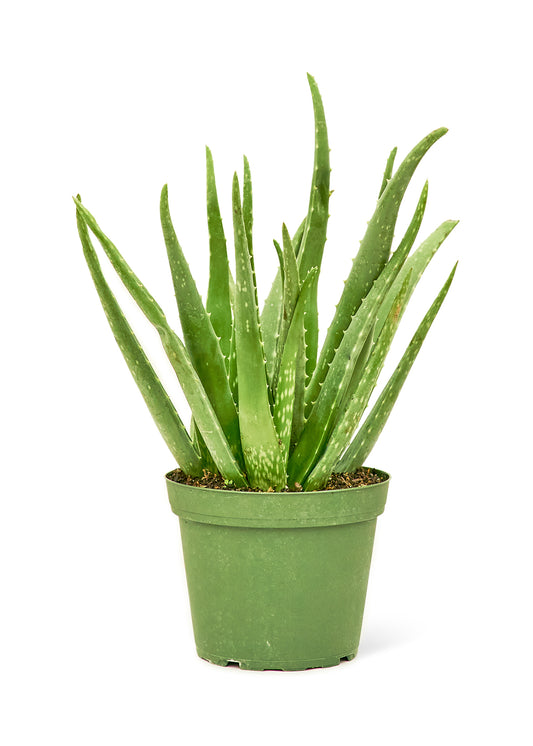 Aloe Vera, Medium